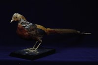 藏品(金雞)的圖片